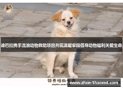 迪巴拉携手流浪动物救助项目共筑温暖家园倡导动物福利关爱生命